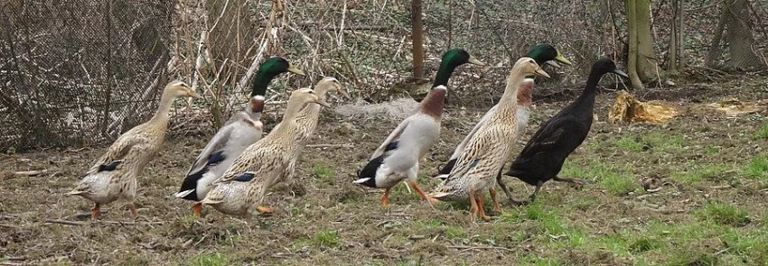 Indický běžec