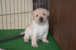 Labrador štěně s PP
