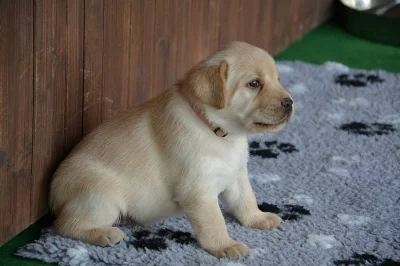 Labrador štěně s PP