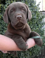 Čokoládová štěňátka labradora s PP