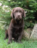 Čokoládová štěňátka labradora s PP