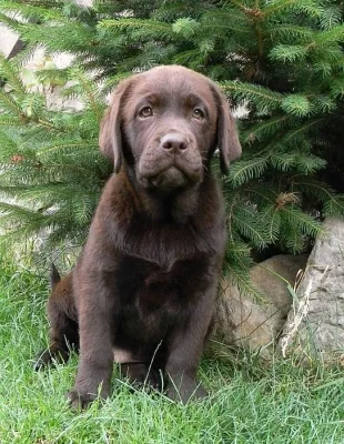 Čokoládová štěňátka labradora s PP