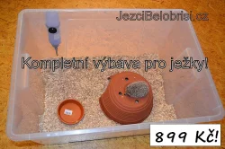 KRÁSNÁ MLÁĎATA JEŽKŮ BĚLOBŘICHÝCH + VÝBAVA! Akce!