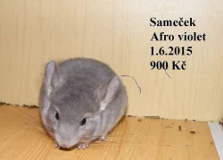 Barevné a standard činčily - 27.9 BVV