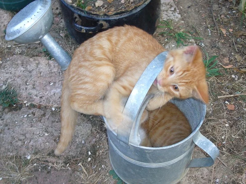 Čtyřměsíční kočička a kocour