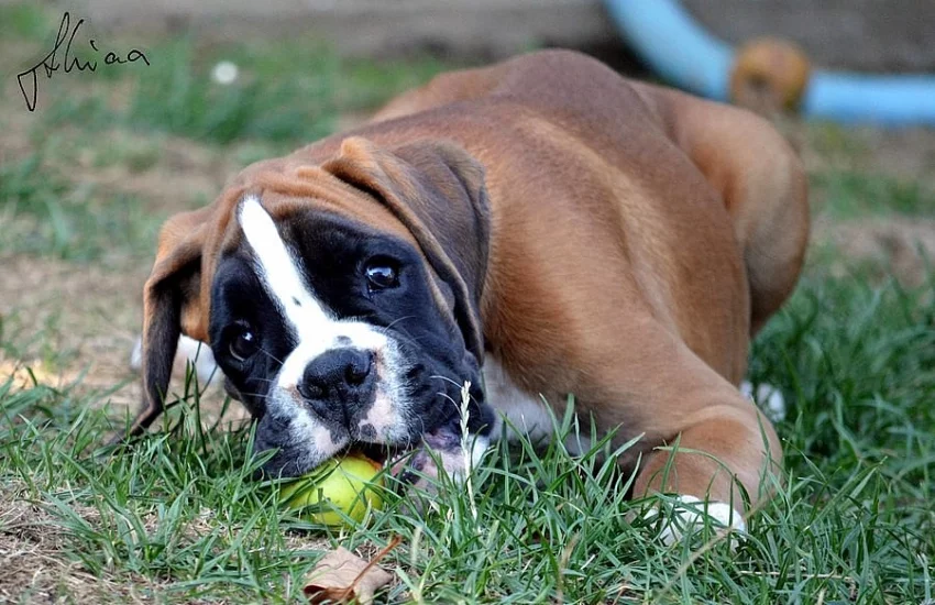 BOXER