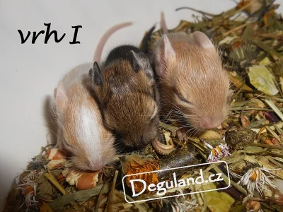 Pískový osmák degu | Deguland