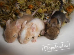 Pískový osmák degu | Deguland