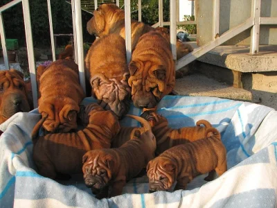 Šarpej,  shar-pei, sharpei