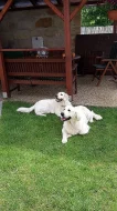 Zlatý retriever štěňátka s PP