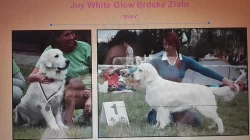 Zlatý retriever štěňátka s PP