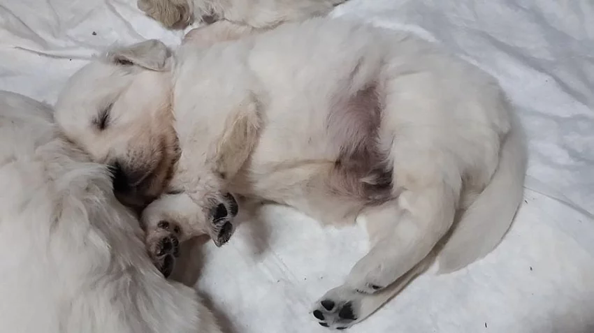 Zlatý retriever štěňátka s PP