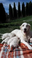 Zlatý retriever štěňátka s PP