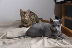 Ruská modrá kočka a Bengálská kočka - koťata-kočka