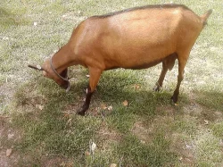 Prodám kozičku