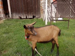 Prodám kozičku
