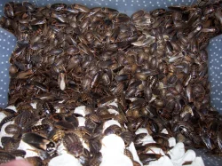 Kvalitní krmný hmyz a terarijní zvířata