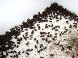 Kvalitní krmný hmyz a terarijní zvířata