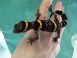 Kvalitní krmný hmyz a terarijní zvířata