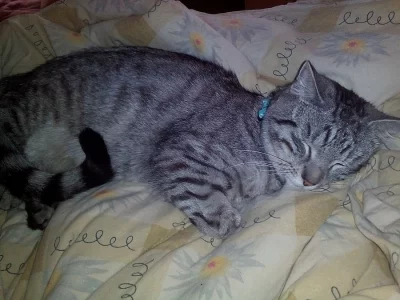 Daruji rok a půl starou kočičku a kocourka