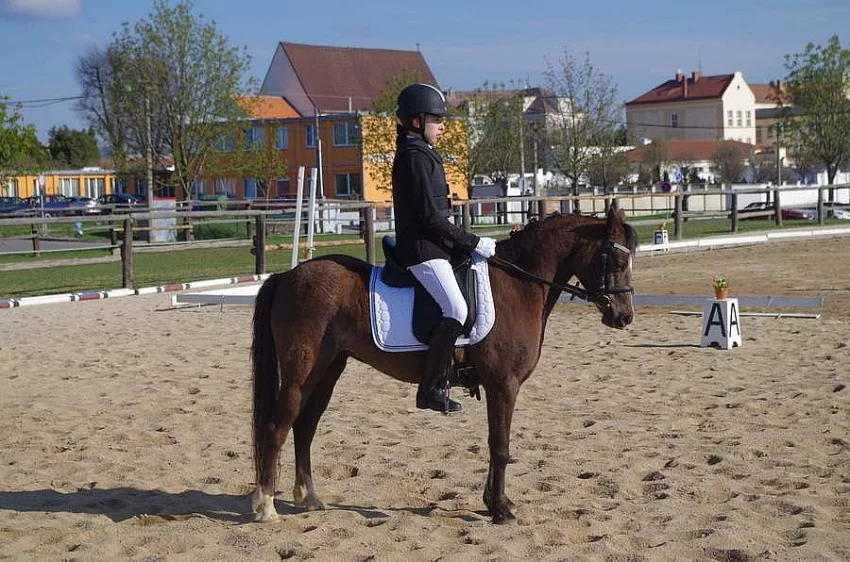 Nabízíme sportovní klisnu ČSP