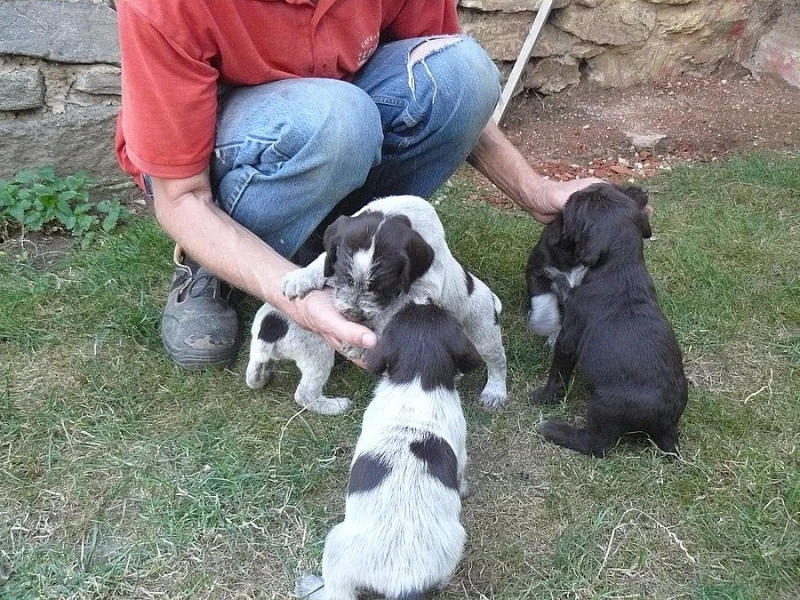 Levně štěňátko ČF