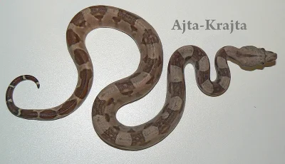 Prodám mláďata Hroznýše Královského
