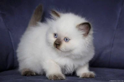 Britská dlouhosrstá koťata s PP