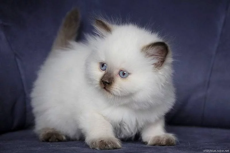 Britská dlouhosrstá koťata s PP