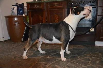 Prodám štěňátka Anglický bulterier