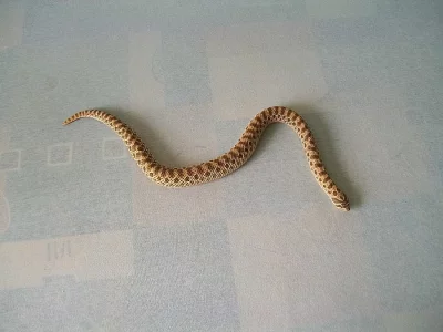 Heterodon nasicus 0 , 1 - NZ 2015 ,  heteroalbino