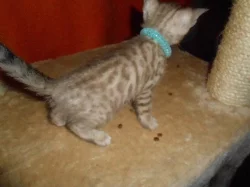 Bengálská koťátka  s PP