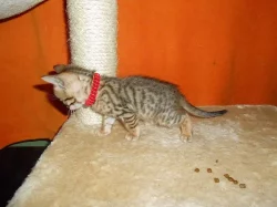 Bengálská koťátka  s PP