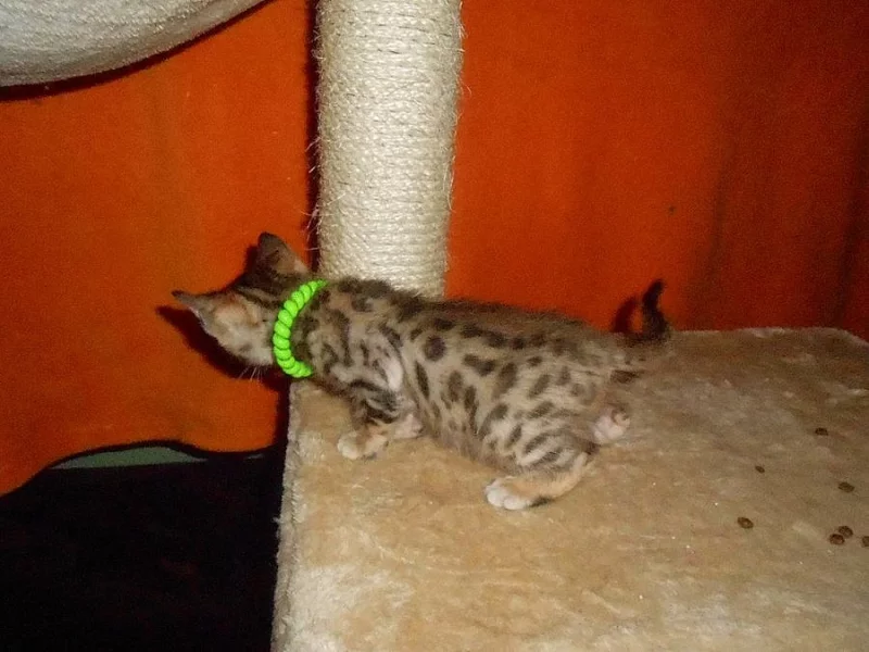 Bengálská koťátka  s PP