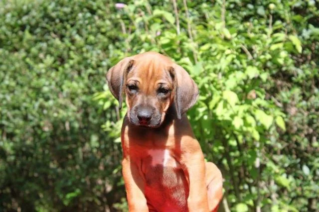 Rhodéský ridgeback - štěňátka s PP