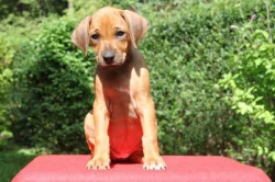 Rhodéský ridgeback - štěňátka s PP