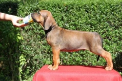 Rhodéský ridgeback - štěňátka s PP