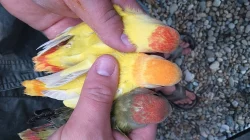 agapornis růžohrdlý