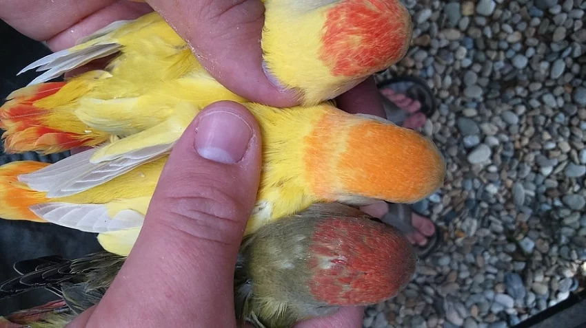 agapornis růžohrdlý