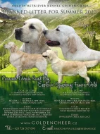 Zlatý Retriever – volná štěňátka
