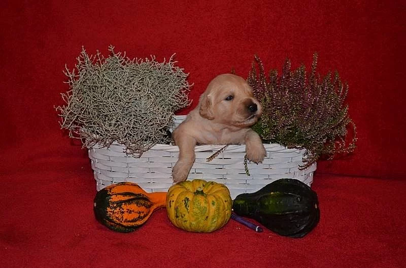 Zlatý Retriever – volná štěňátka