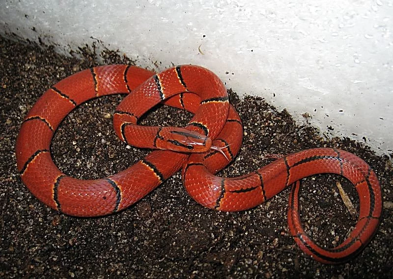 Oreocryptophis porphyraceus laticinctus