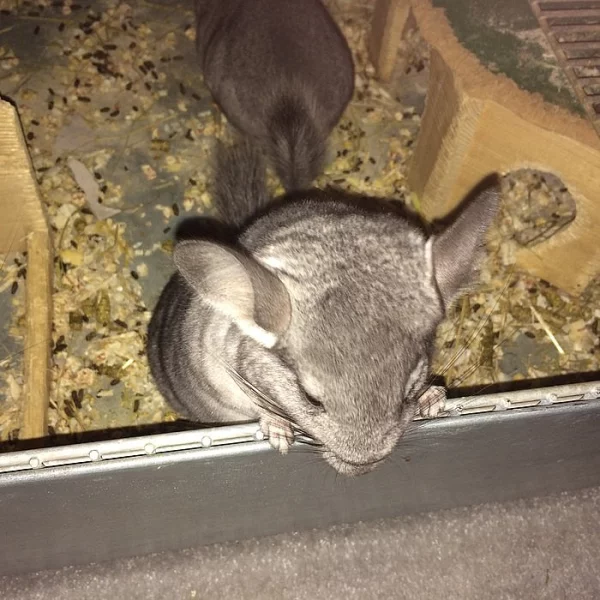 Činčila - sameček