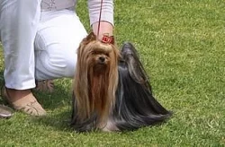 Jorkšírský teriér