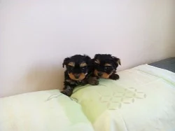 Jorkšírský teriér mini