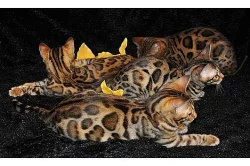 Bengálské koťátko - kočička s PP