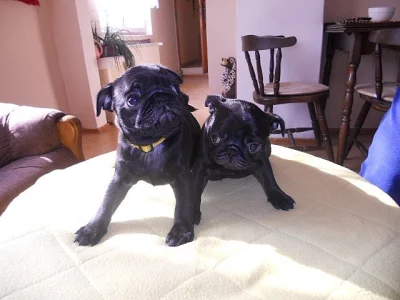 Mops štěňátka černé fenečky s Průkazem původu k prodeji.