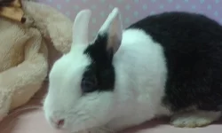 Zakrslí králičci-kříženci