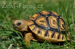 ŽELVY PARDÁLÍ – vlastní odchovy!