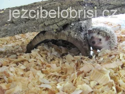 KRÁSNÁ MLÁĎATA JEŽKŮ BĚLOBŘICHÝCH + VÝBAVA! Akce!